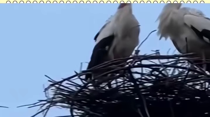 白鹳：cinema把我家拆了？？我巢！