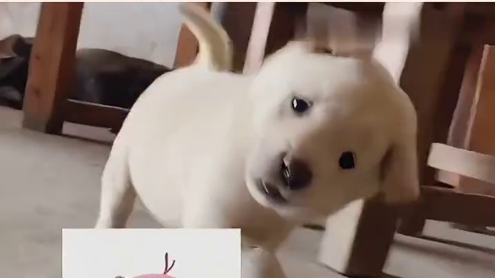 笑鼠，还以为它装可爱呢
