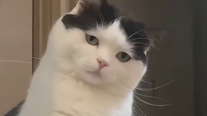 猫和尾巴是两个独立的东西