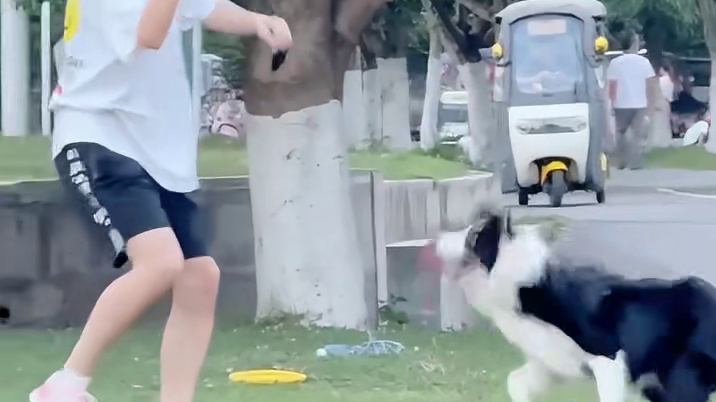 为什么很少有人愿意养边牧