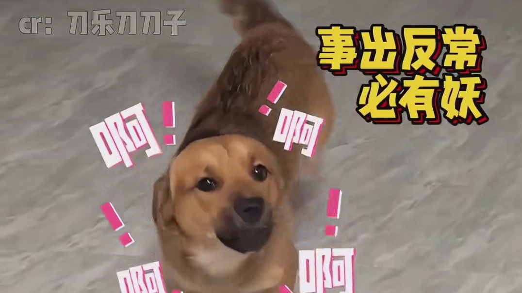 这狗你养得明白吗？养不明白快让我来！