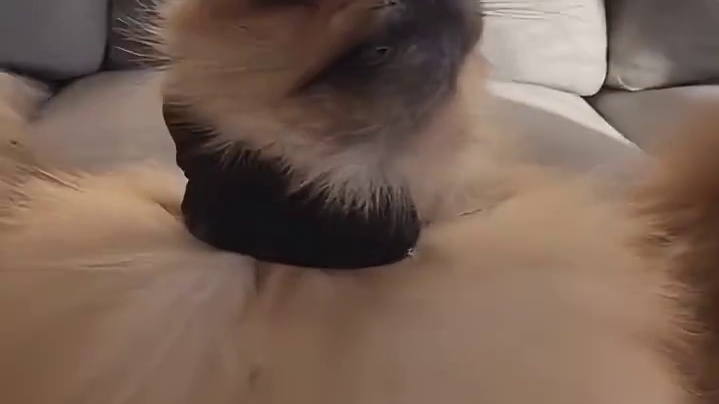 小博美：私密马赛妈妈酱