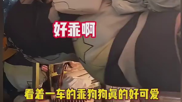 你看，流浪小狗也有自己的移动城堡