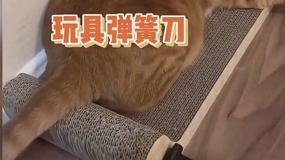 猫猫：不是你个两脚兽有病吧