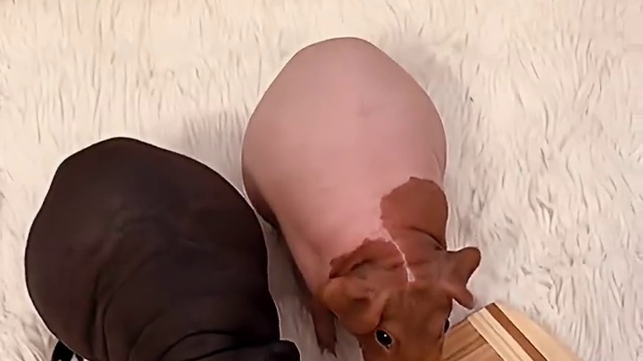 这是什么宠物呀