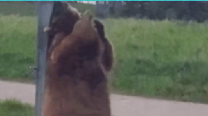 藏马熊有多恐怖？