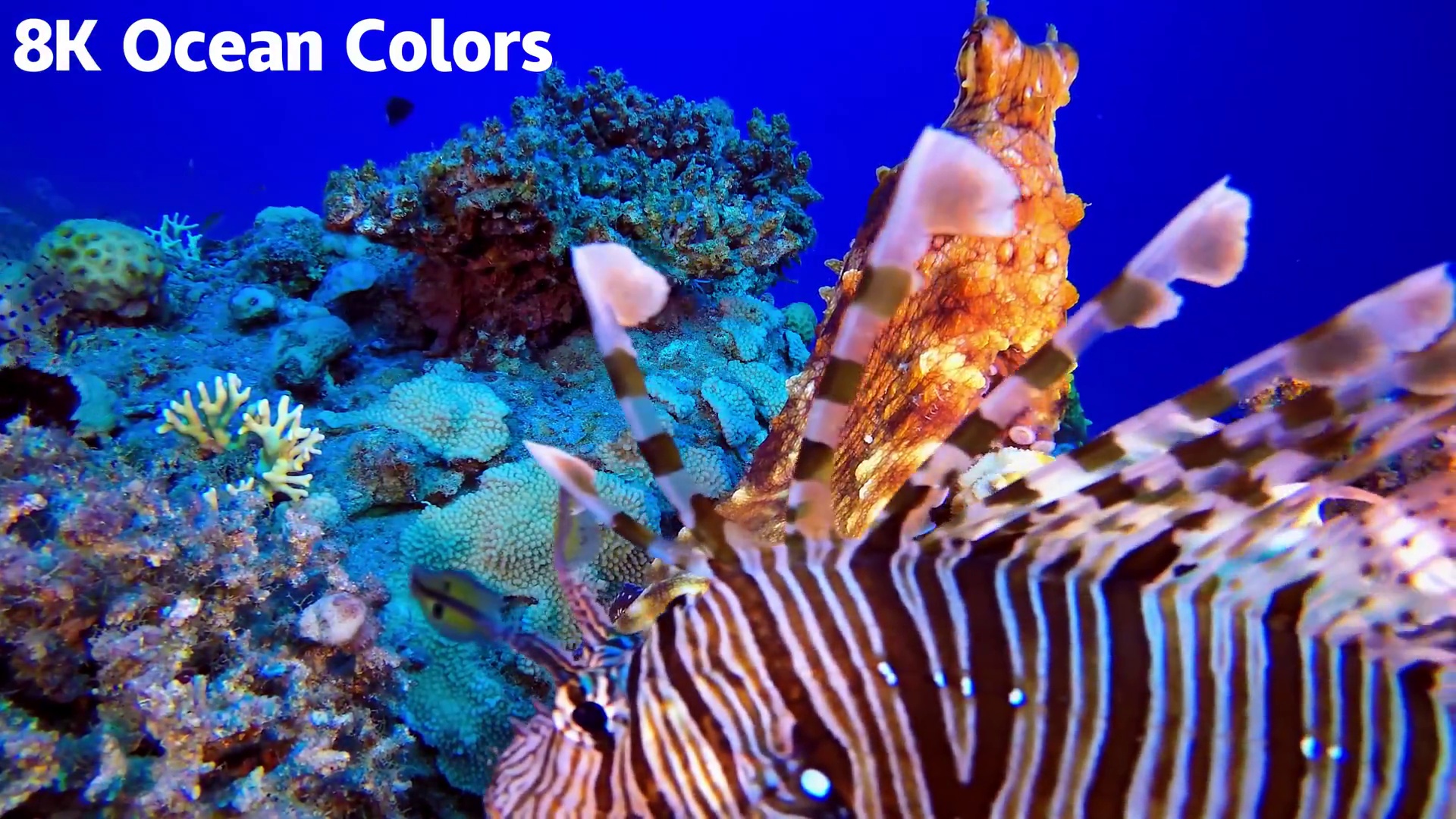 20260112 16K HDR｜蓝色海底的璀璨国度：探索鲨鱼、鳐鱼和活珊瑚世界