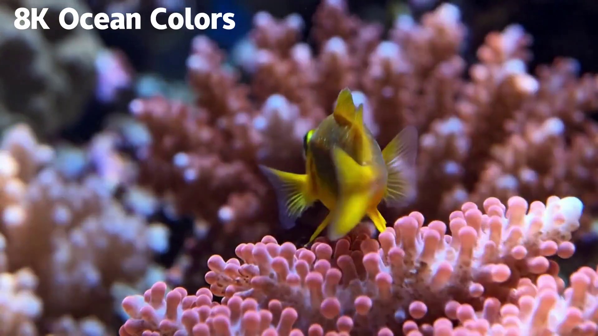 20260112 16K HDR｜隐藏的海洋深处：鲨鱼、鳐鱼和繁盛的珊瑚礁