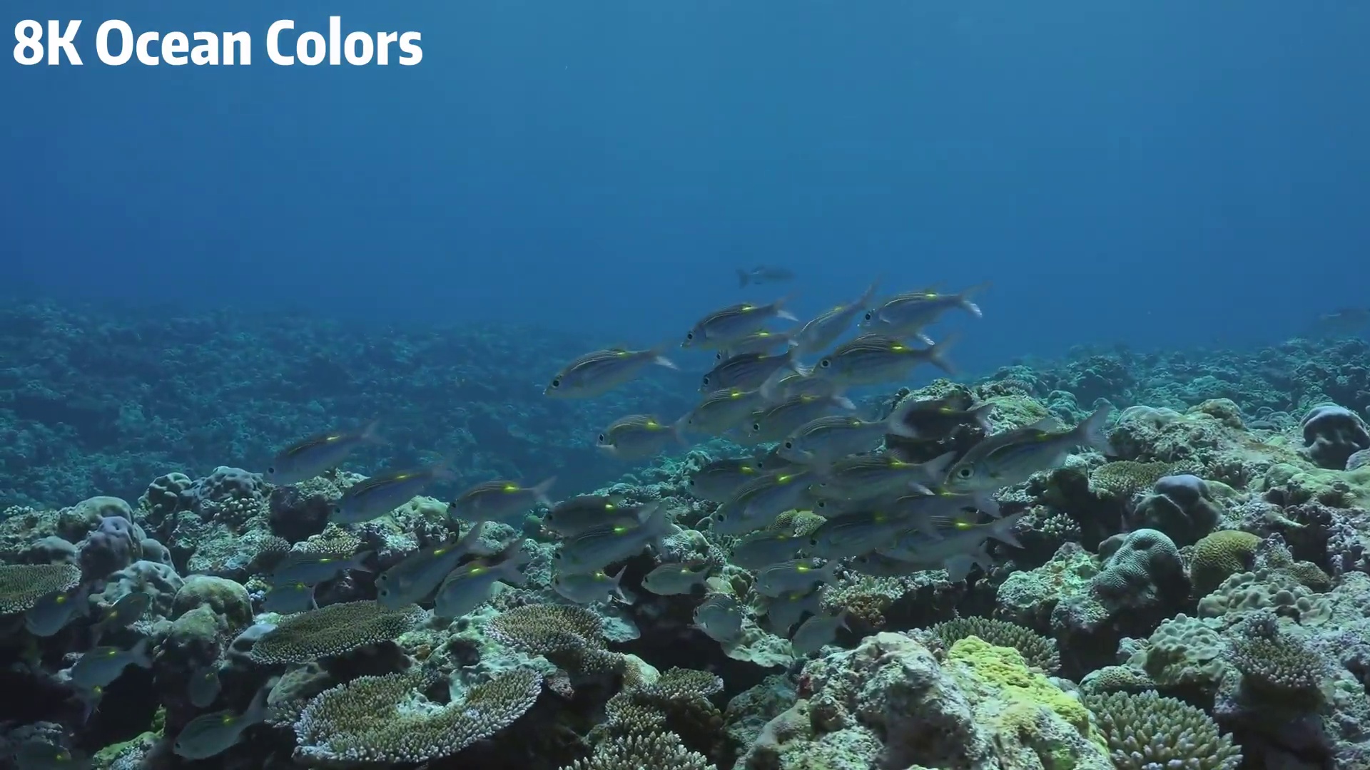 20260112 16K HDR｜蓝色海洋下的发光世界：探索鲨鱼、鳐鱼和珊瑚王国