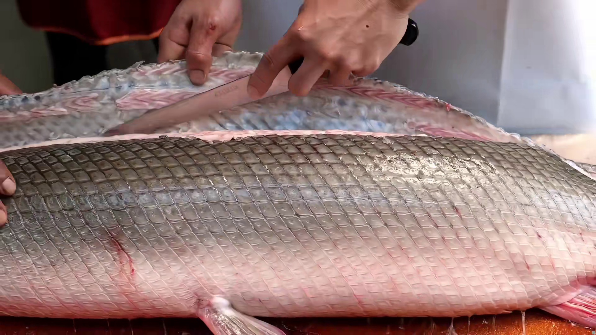 在淡水中凶猛如虎的鳄雀鳝，却沦为了餐桌上的美食。