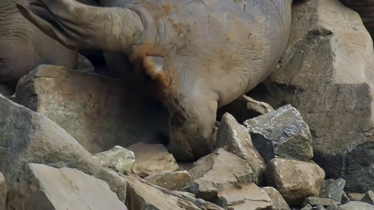 海象集体跳崖自杀，一份来自北极的临终故事！