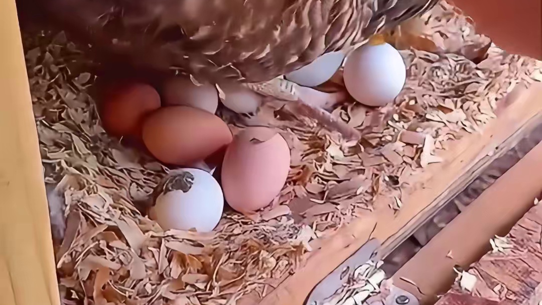 母鸡为什么能一直下蛋呢？