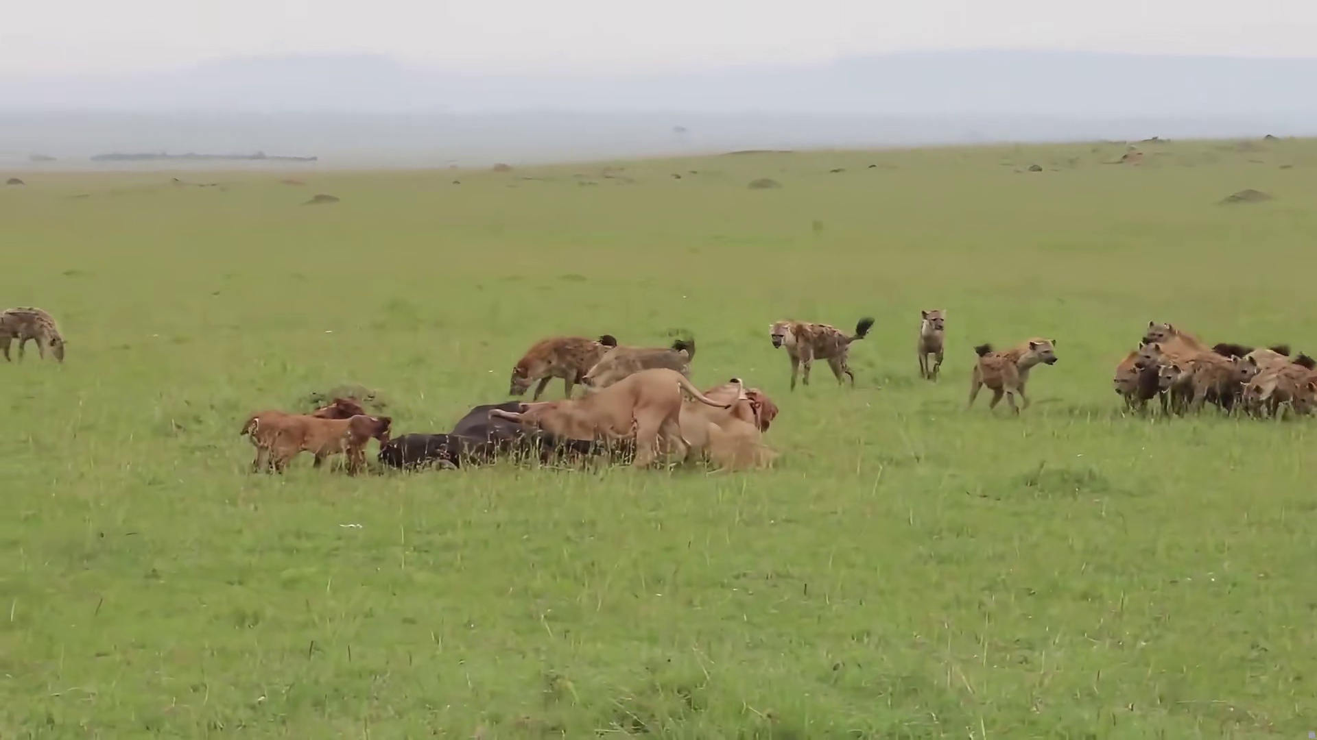 鬣狗和狮子展开激烈厮杀，关键时刻，狮王霸气出场接手战利品