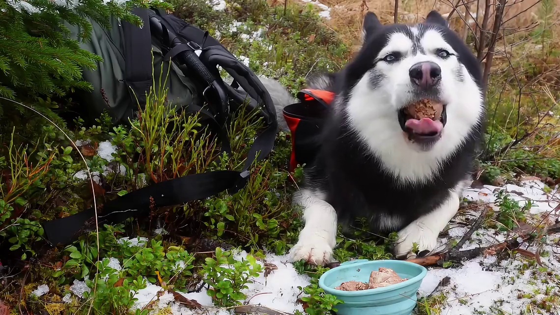 第1集：谁不想睡前来上一集这样解压助眠的野外建造视频