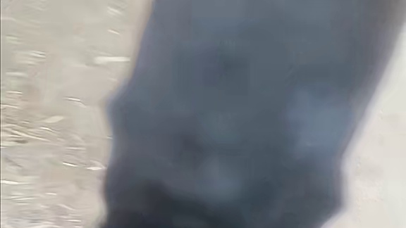 回村看小红 依然爱吃火腿肠