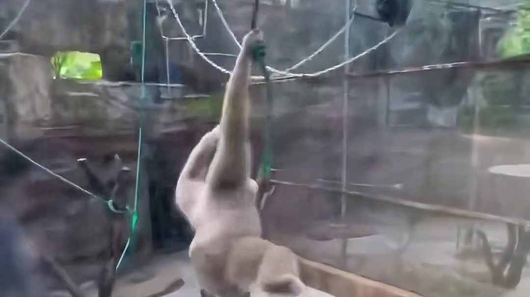 一半疯癫一半修仙的南宁动物园