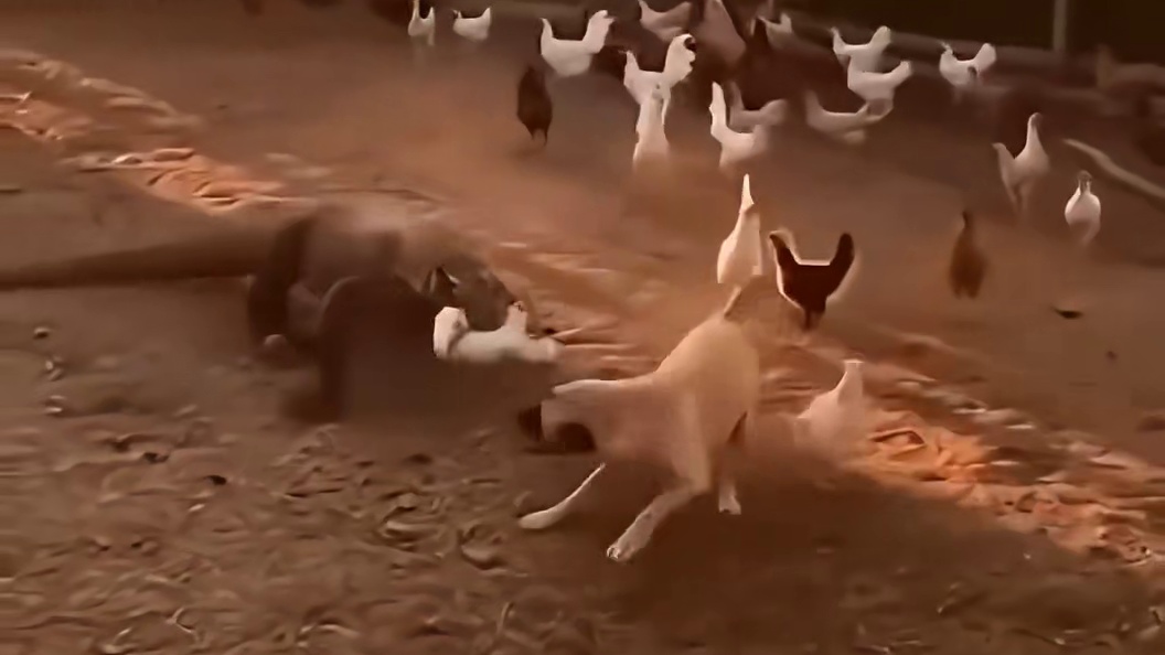 未知生物袭击鸡群