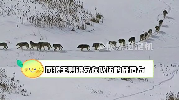 原来狼王不是走在最前面的啊