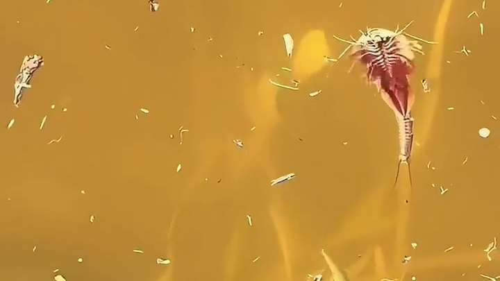 看我发现啥生物了