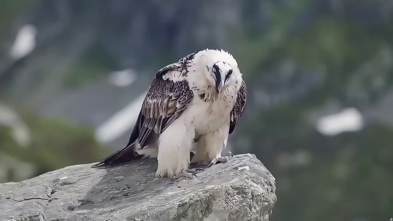 丈夫被棕熊一掌拍死，母狼离群涅槃重生，跋涉千里养大6个孩子