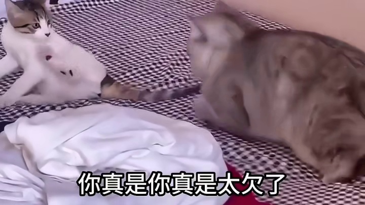 这一波属实给灰灰整破防了