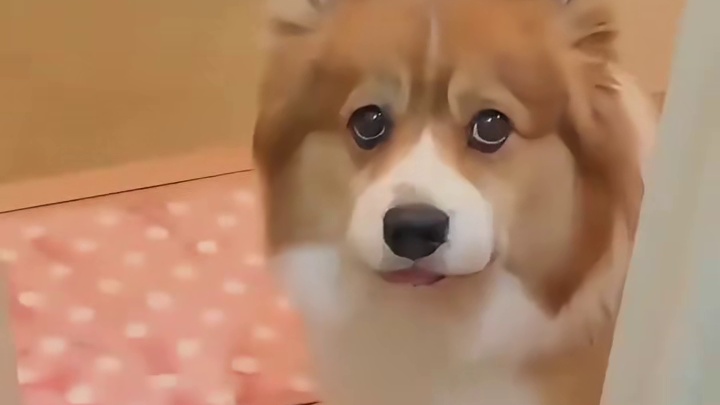 这还能白回来吗