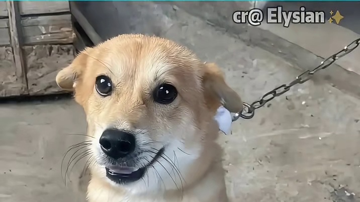 教科书式舔狗眼神