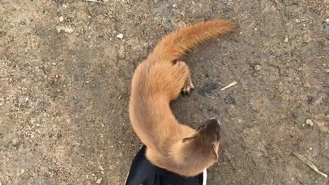 男子救下黄鼠狼随后一切太神奇了
