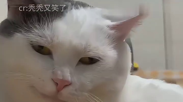 第一次用油腻形容一只猫