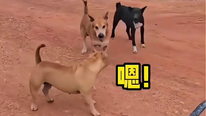 狗仗人势让你展示的淋漓尽致