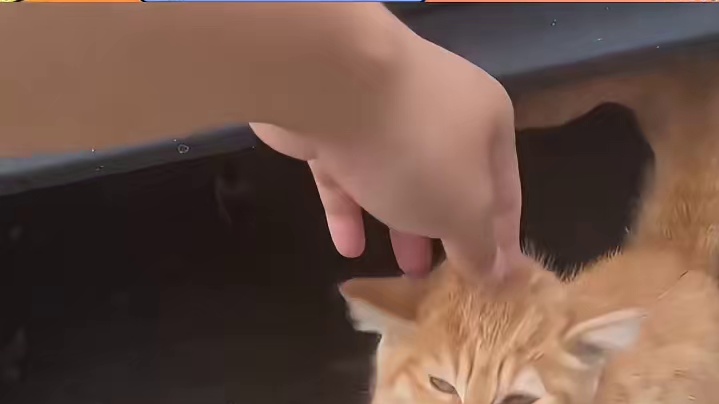 黑猫不是哥们