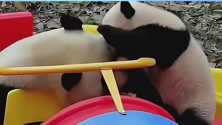 第一次在大熊猫身上看到悲痛欲绝