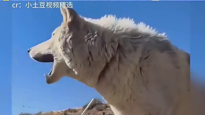 狼王：“人，现在你满意了吧？”