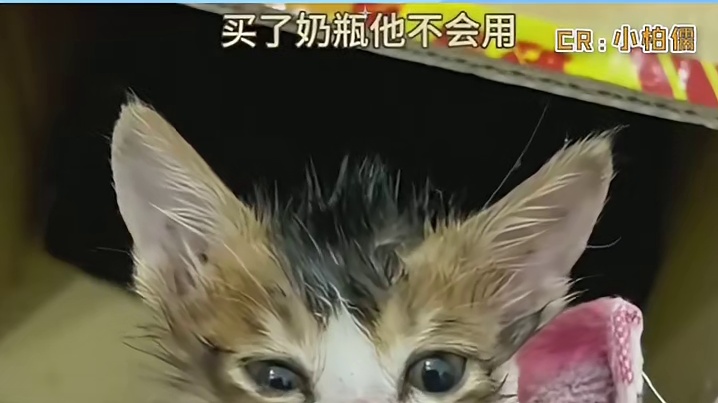 被爱是真的会滋养出血肉