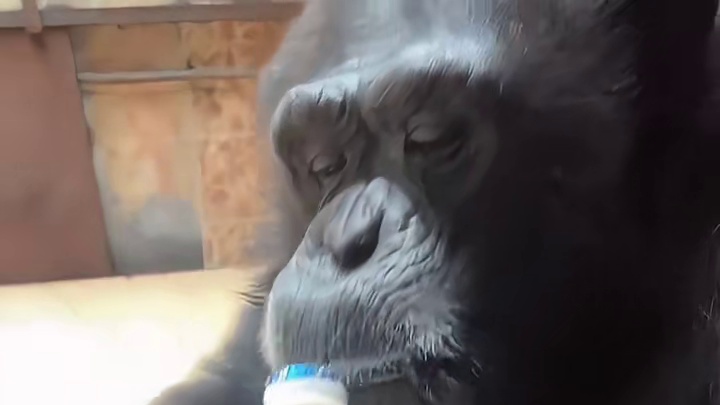 猩猩：我也是喝过酸奶的好吧