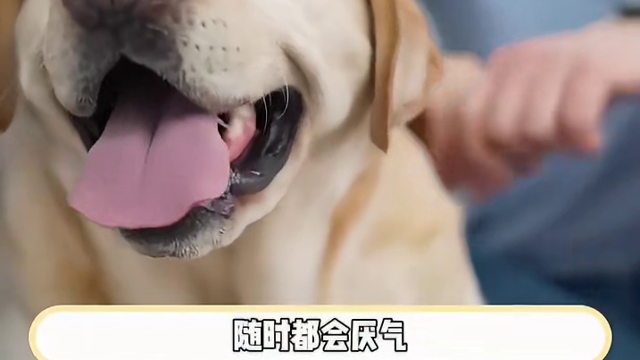 杀我别用小狗刀