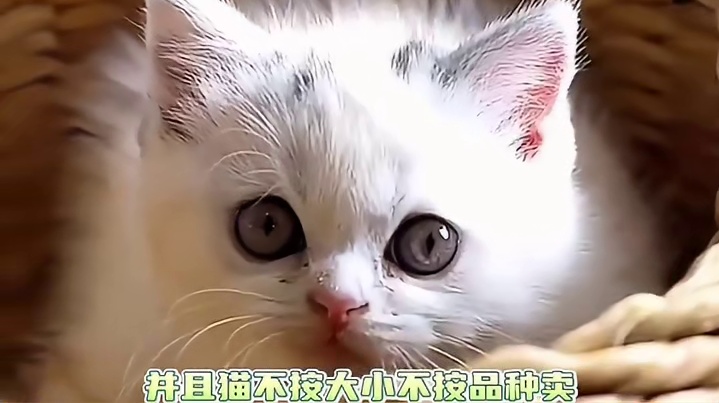 这下再也不愁找不到想买的东西了！