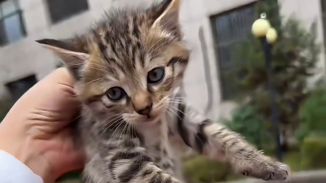 碰到硬茬子，不怂也得怂啊