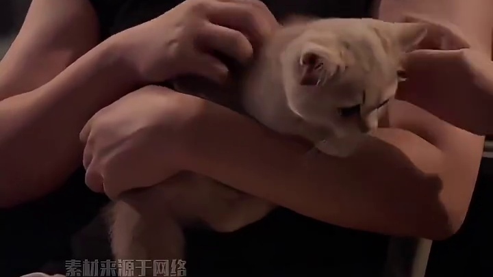 猫 -想念流浪的日子