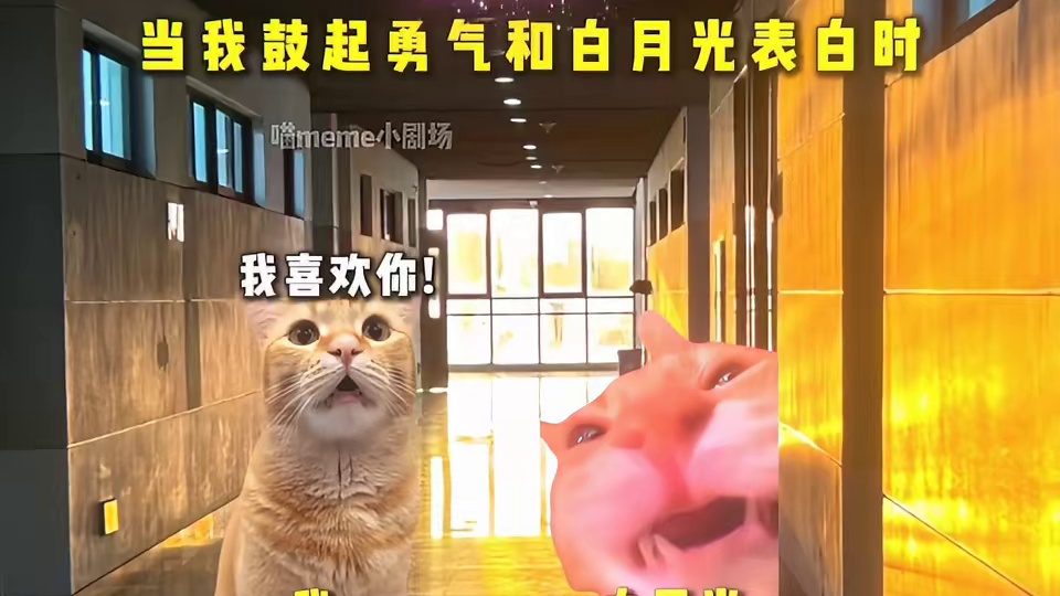 当我鼓起勇气和白月光表白时