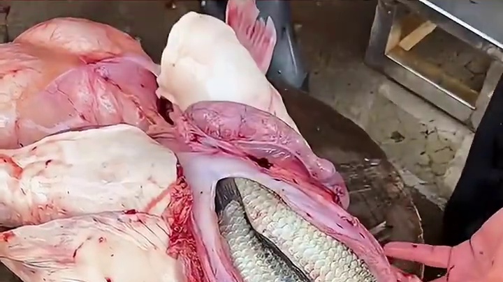 年度离谱！鱼肚竟藏鱼，这操作绝了