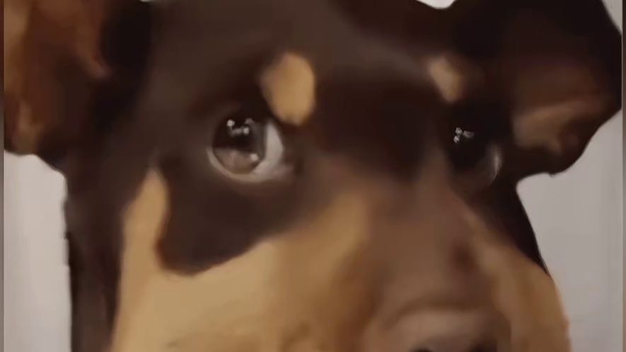 冷知识，如果小狗没有狗妈妈带大，会变成文盲狗！