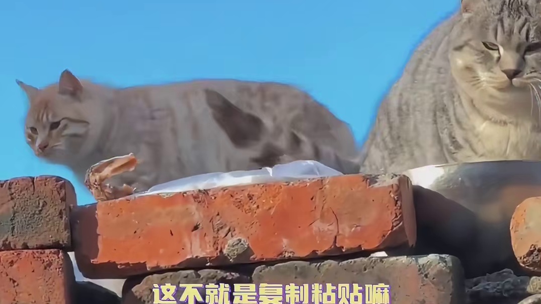 两张圆脸仿佛是用同一个模具刻出来的！