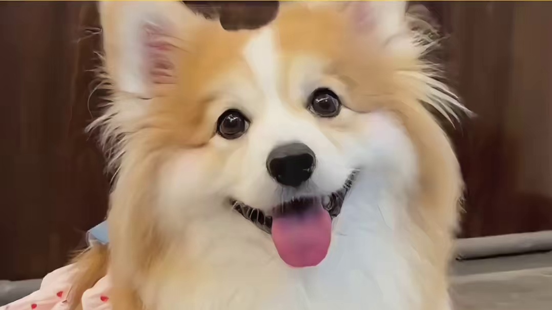 小狗：不爱你的人