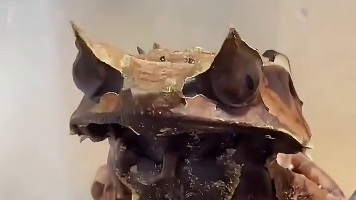 进化的如此神奇