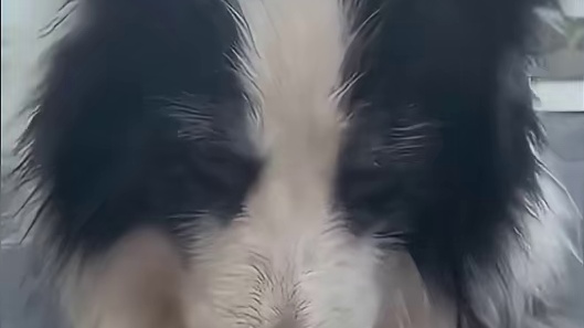 笨蛋小狗，总是那么轻易就原谅人类