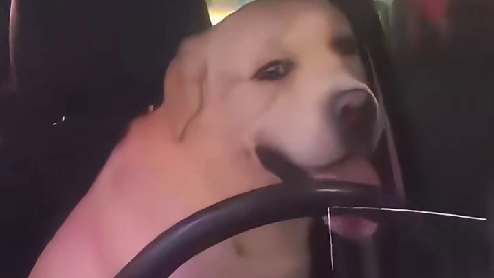 狗狗开车好笑程度100%