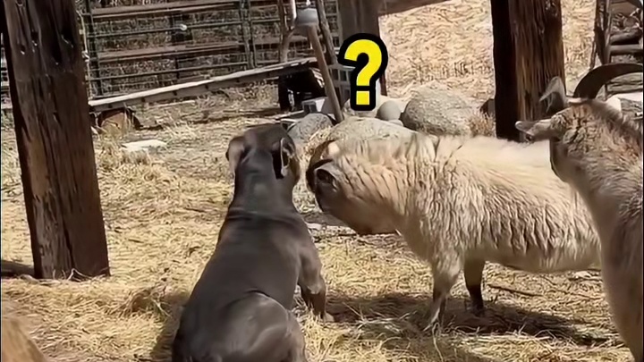 羊：来，跟我Duang一下！