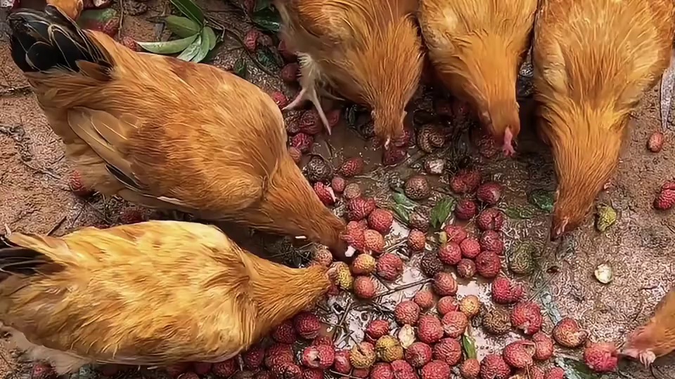 都知道广西是水果大省，可谁能料到，广西的家禽竟率先实现了水果自由