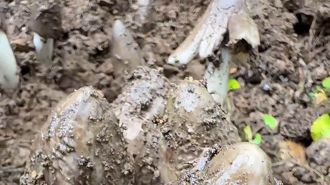 是哪个背时鬼栽的这些鸡枞